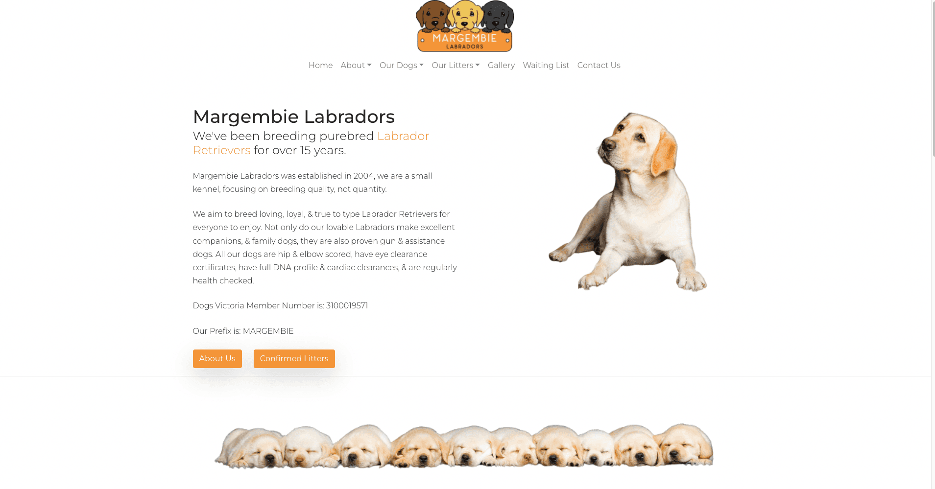 Margembie Labradors